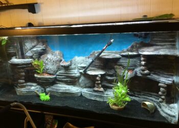 What do fish like in their tank?