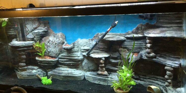 What do fish like in their tank?