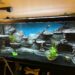What do fish like in their tank?