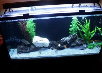 What do fish like in their tank?