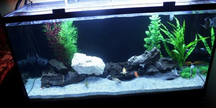 What do fish like in their tank?