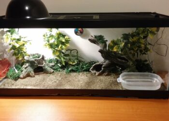 What do you need for a lizard habitat?