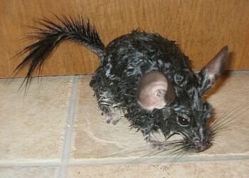 What is chinchilla dust made of?