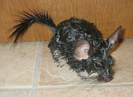 What is chinchilla dust made of?