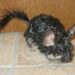 What is chinchilla dust made of?