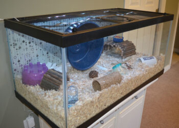 What is the best habitat for a hamster?