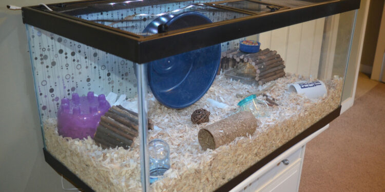 What is the best habitat for a hamster?