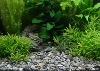 Which substrate is best for planted aquarium?