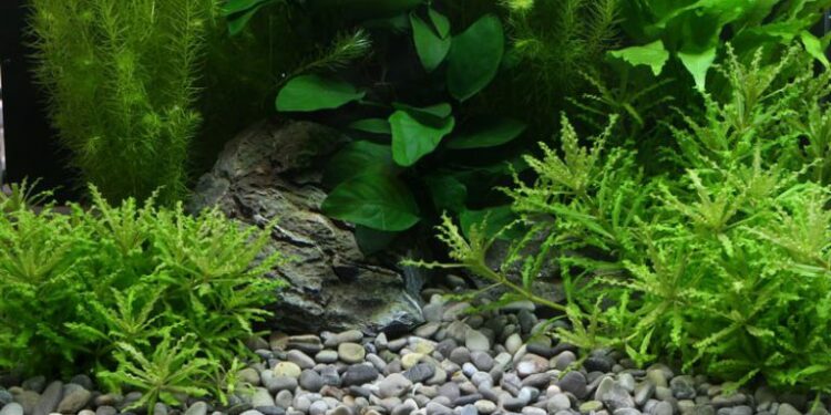 Which substrate is best for planted aquarium?