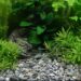 Which substrate is best for planted aquarium?