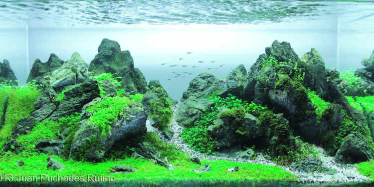 Why is aquascaping so hard?